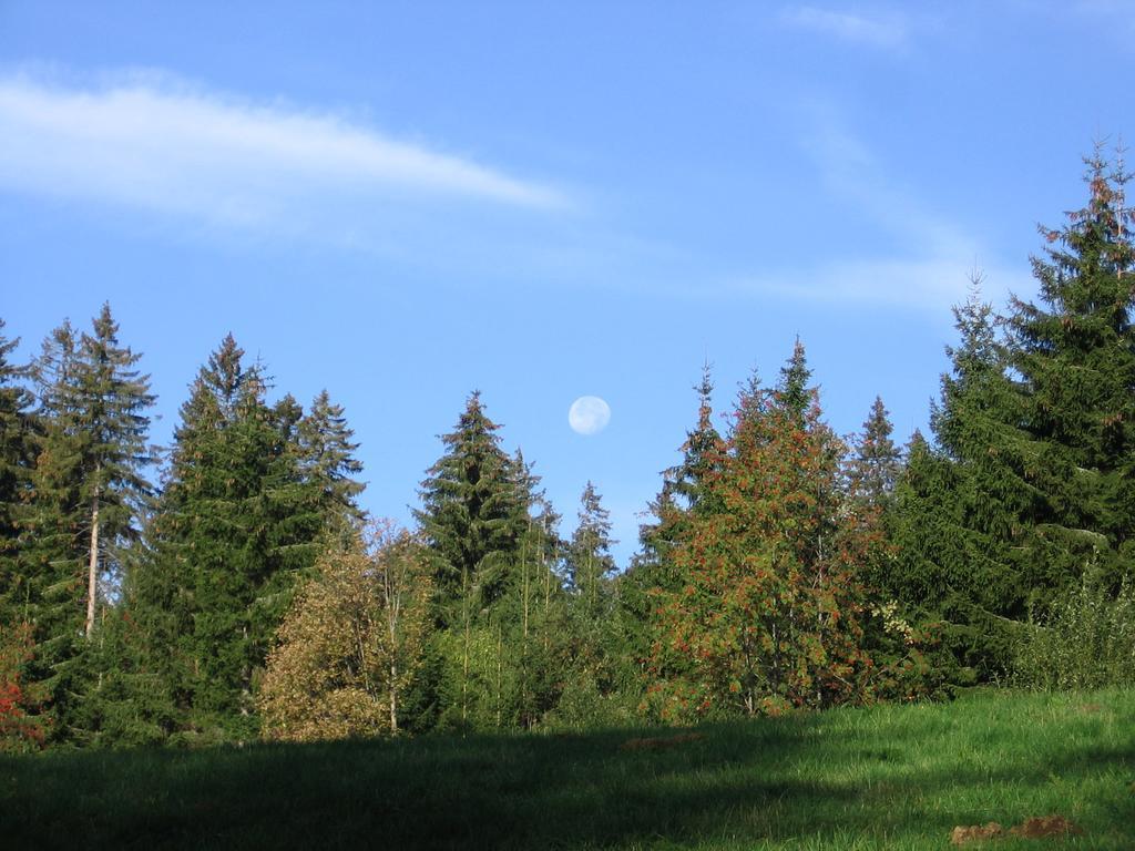 Schwarzwald-Chalet Feldberg Feldberg  Zewnętrze zdjęcie